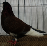 click for larger imagee